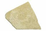 Jurassic Brittle Star Fossil - Solnhofen #242243-1